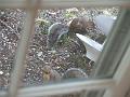 Double squirrel bird feeder takedown